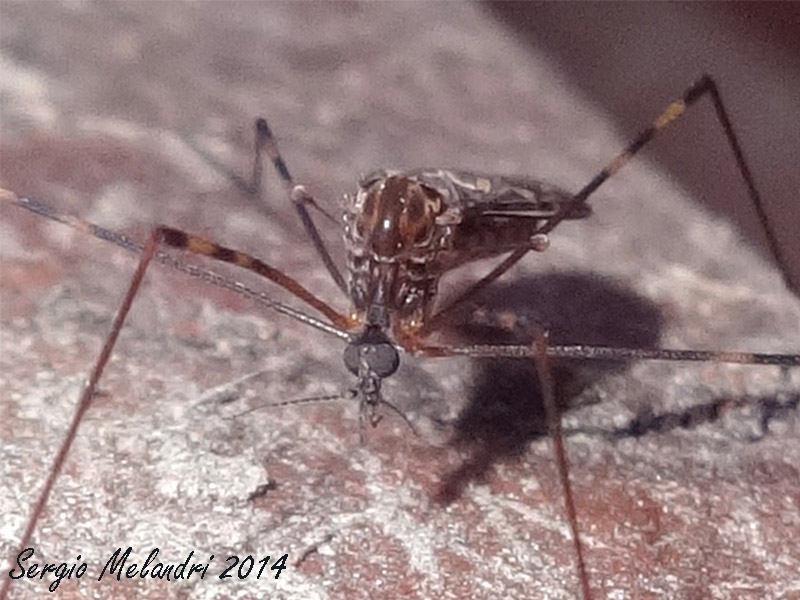 Metalimnobia (Limoniidae) ???